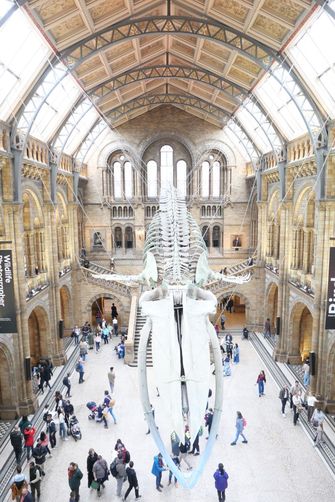 自然史博物館の大ホールに展示されたクジラの骨格標本と人々が訪れる様子