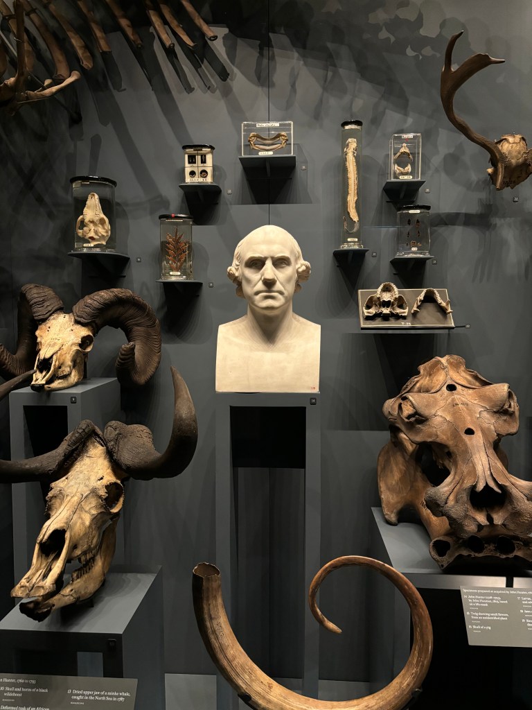 動物の頭骨や骨の標本が展示された博物館の壁面。中央には人物の彫刻があり、周囲にはさまざまな動物の解剖学的標本が配置されている。